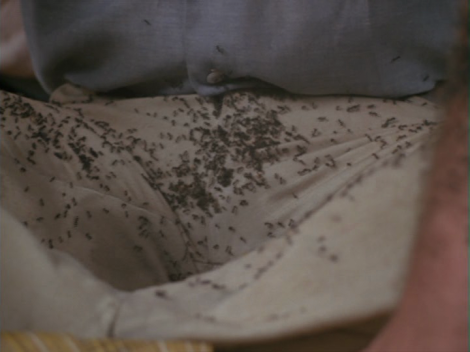 Ants: Panic At Lakewood Manor [1977 TV Movie]