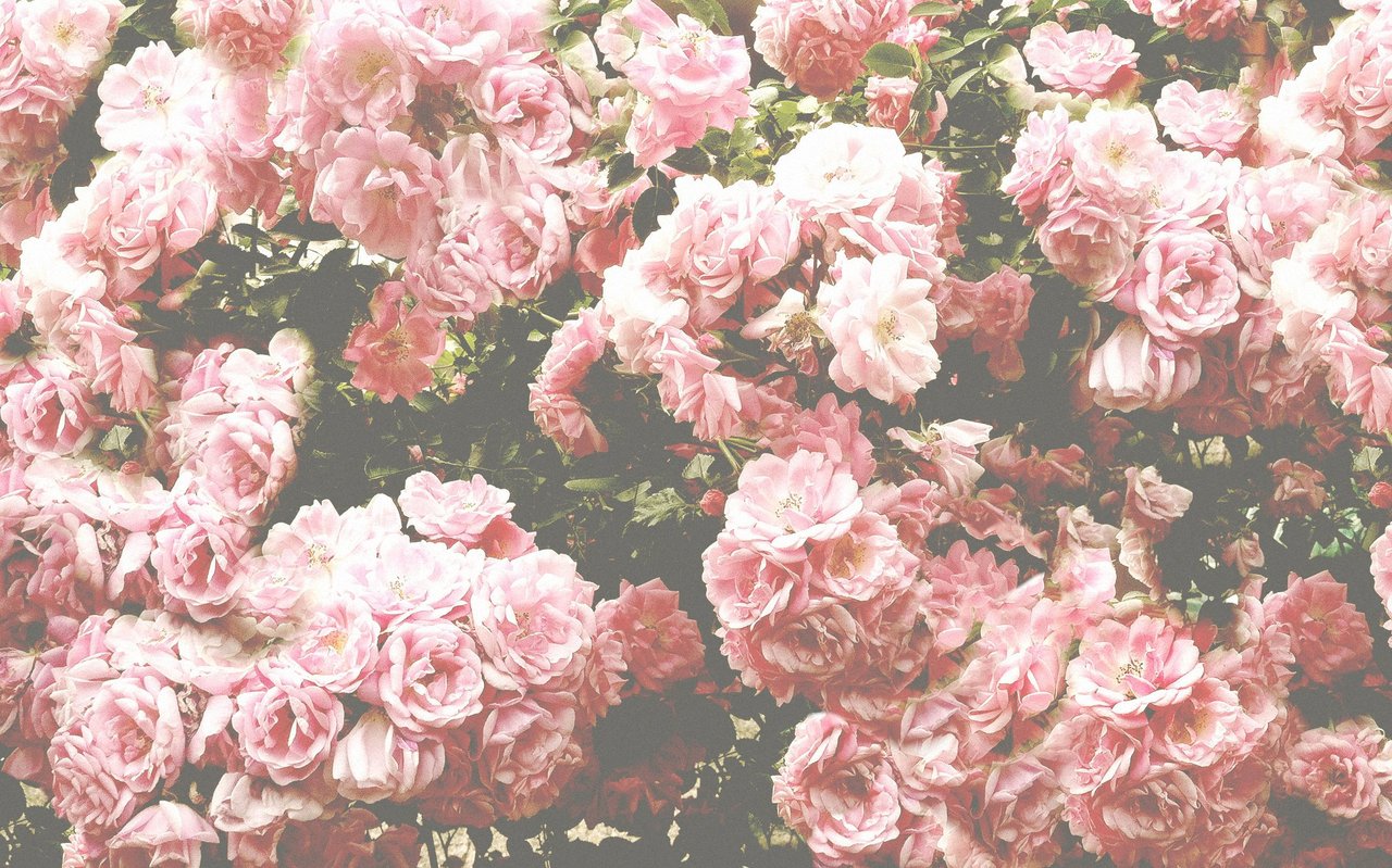 Pink And White Roses Tumblr